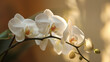 Zbliżenie na biały kwiat storczyka