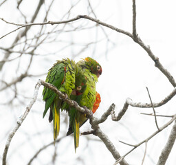 Wall Mural - Pair of Crimson-fronted Parakeets snuggled together in a dead tree on a rainy day 