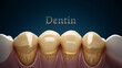 Detailed Dentin Structure - teeth are cut away to reveal internal structure with focus on the yellowish dentin layer