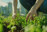Fototapeta Mapy - Close-up of hands planting, weeding and thinning plants in urban community garden. Sustainability, promoting environmentally friendly practices, community engagement, and local food production concept