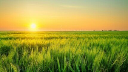 Poster - A Serene Sunset Over Fields