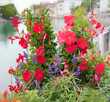 mandevilla and salvia flowers, floral decoration in a flower pot, old town Thun
