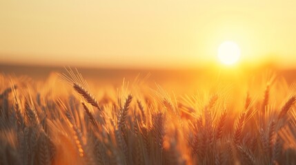 Sticker - A Golden Wheat Field Sunset