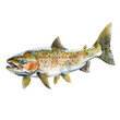 landlocked salmon vector illustration in watercolour style