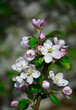 kwitnąca jabłoń, Kwiaty jabłoni w ogrodzie wiosną, kwiaty na gałązce jabłoni wiosną, Malus domestica, blooming apple tree, Pink and white apple blossom flowers on tree in springtime
