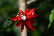 Flower of a Passiflora miniata