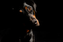 Portrait Of A One Year Old Black And Red Doberman Pinscher On Black Background