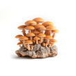 Group of Mushrooms on Top of Rock. Generative AI