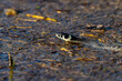snake on the water