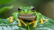   A frog up-close on a green leaf against blurred background of intermingled foliage