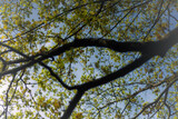 Fototapeta Miasto - Rosnące wiosną na drzewie listki na tle nieba