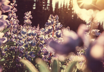 Canvas Print - Mountains meadow