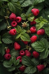 Poster - Vibrant image of a raspberry bush with lush green leaves, perfect for nature themes