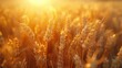 An ear of golden wheat close up. Beautiful nature sunset landscape under bright sun. Field of ripening ears of meadow wheat. Rich harvest concept.