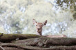 奈良、丘の上に座りゆっくりと反芻をする鹿