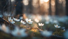 Beautiful White Flowers Of Anemones In Spring In A Forest Close Up In Sunlight In Nature Spring Forest Landscape With Flowering Primroses