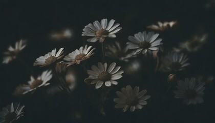 Canvas Print - field of daisy flowers