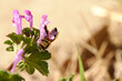 Bee on henbit plant during spring season closeup with blurred background.