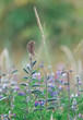 Savannah sparrow with lupin in spring