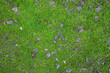 Green moss texture abstract background.