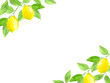 水彩で描いたレモンのフレーム