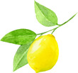 葉のついたレモンの水彩イラスト