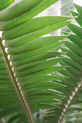 leaf close up