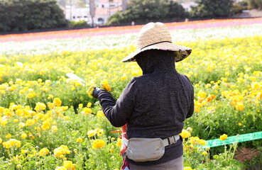 Canvas Print - worker cutting flowers