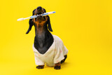 Fototapeta Zwierzęta - Adorable dachshund wrapped in a bathrobe, holding a toothbrush, against a yellow background, promoting dental hygiene in a fun way.