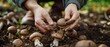 A pair of hands planting mushroom spores in a home garden symbolizing sustainability and self-sufficiency