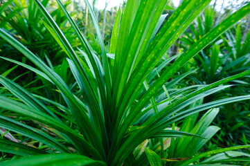 Canvas Print - Pandan leaf grow in field