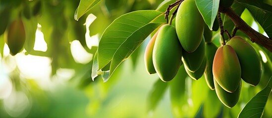 Poster - Numerous ripe green fruits hang gracefully from a tree branch, showcasing nature's bounty