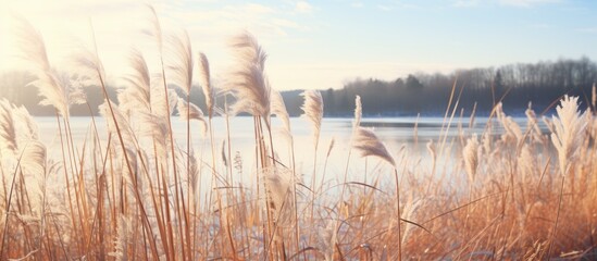 Canvas Print - Grassy area by serene lake, framed by lush forest in the distance