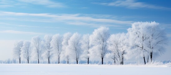 Sticker - Trees coated in frost stand in a field under a clear blue sky, creating a picturesque winter scene.