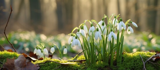 Sticker - Clusters of delicate snowdrops blossom beneath the sun-dappled forest trees, creating a serene natural scene