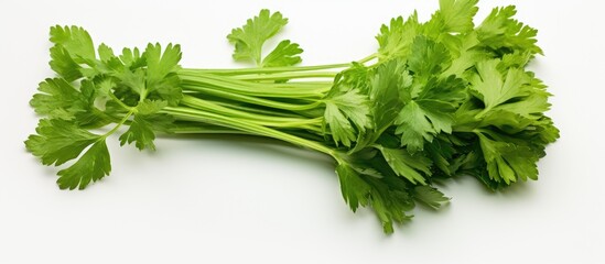 Wall Mural - Fresh green parsley leaves arranged neatly on a clean white tabletop