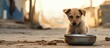 Cute little dog seated next to a food dish, resting peacefully in its surroundings