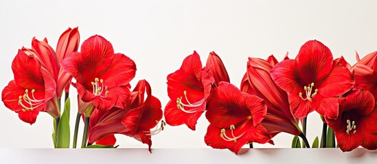 Wall Mural - Numerous crimson blossoms are displayed in a clean container resting atop a surface