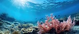 Fototapeta Do akwarium - Diverse marine ecosystem showing colorful corals, various fish species, and shimmering sunlight penetrating the clear ocean water