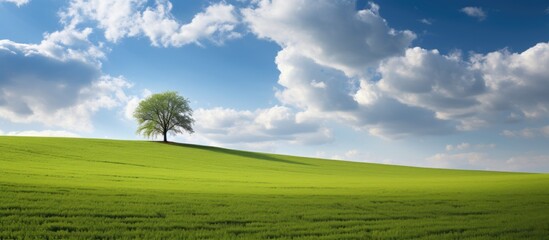 Poster - Lone tree standing on a sloping green hill against a serene blue sky