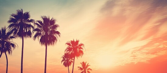 Wall Mural - Foreground shows tall palm trees silhouetted against a vibrant sunset sky background, creating a tranquil tropical scene.