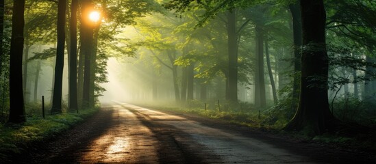 Canvas Print - Scenic dirt path winding through a lush forest illuminated by sunlight filtering through the trees