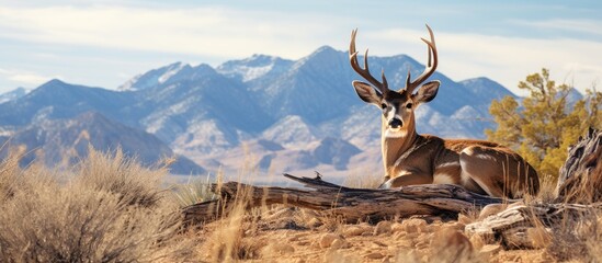 Sticker - Deer standing peacefully in the grassy area next to a tree, blending beautifully with the natural surroundings