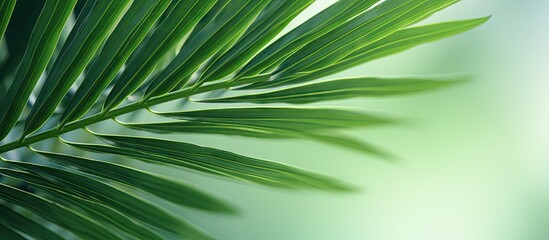 Wall Mural - The vibrant green of a single palm frond fills the frame, the background softly out of focus