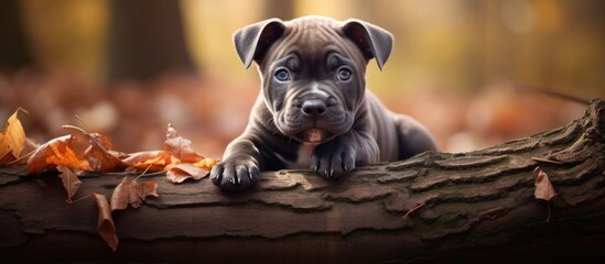 Wall Mural - Adorable puppy lying on a wooden log surrounded by autumn leaves in a forest setting