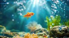 Vibrant Goldfish Swimming In Sunlit Aquarium With Underwater Plants And Rocks