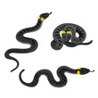 vector drawing ringed snakes isolated at white background, hand drawn illustration