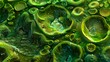 Moving further into the microscopic journey we see another layer of complexity within the algae cells chloroplast. The grana or stacks