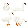 vector drawing white swans, wild birds isolated at white background, hand drawn illustration