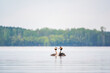 Mating games of two water birds Great Crested Grebes. Two waterfowl birds Great Crested Grebes swim in the lake with heart shaped silhouette